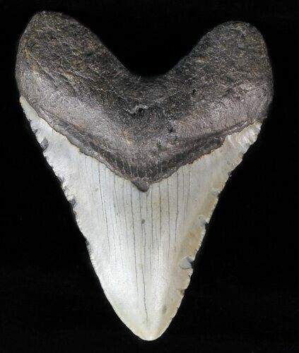 Megalodon Tooth - North Carolina #59056